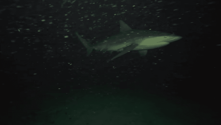 Акула плывет рядом с корпусом круизного лайнера в темной воде, кадр с камеры GoPro