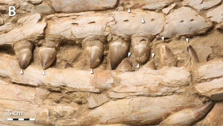 Износ зубов маленького талассотитана