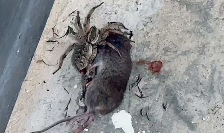 мышь паук охота