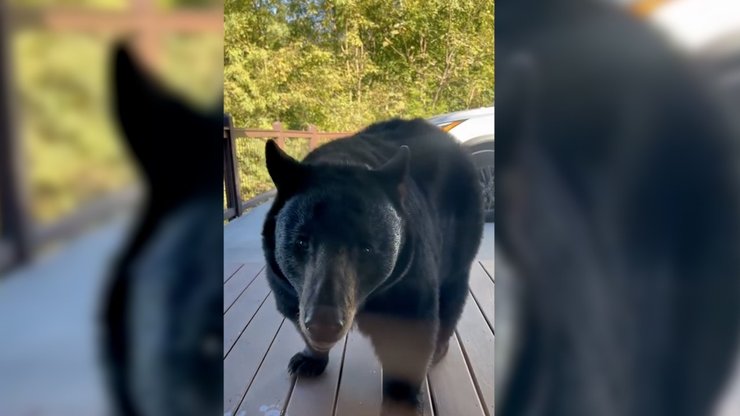 Медведь, дикое животное, медведь пробрался в дом, медведь ищет еду, медведь открыл холодильник, чувствует себя как дома