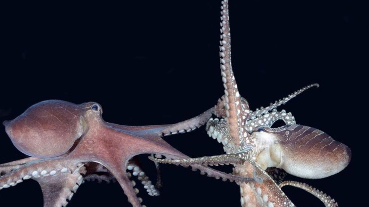 Восьминоги, спарювання
