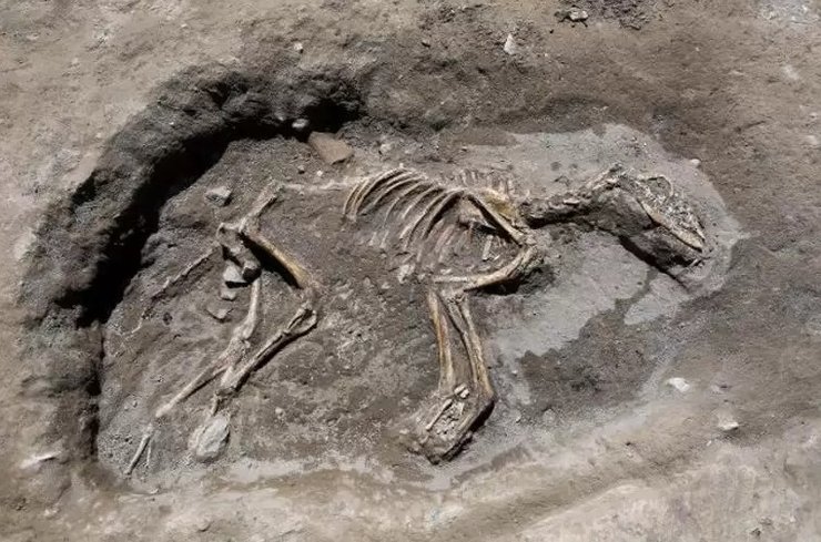 собака, бронзовый век, раскопки