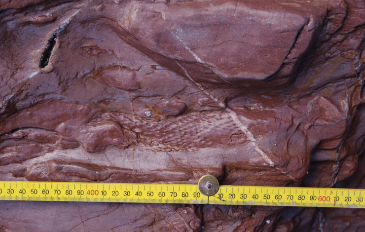 скам'янілість