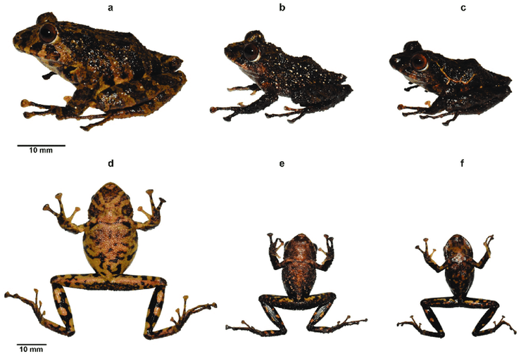 Лягушка, Led Zeppelin