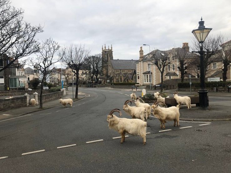 козы, уэльс