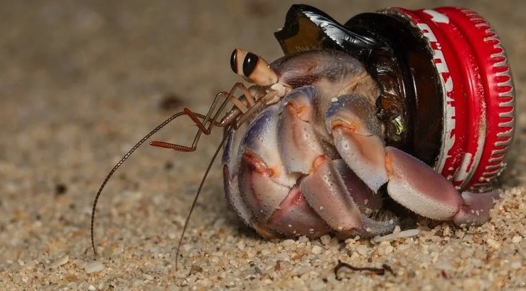 краб-отшельник стекло