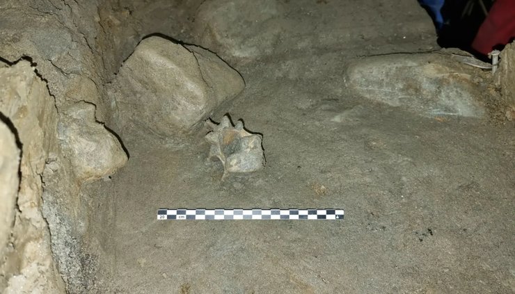 Вчені виявили останки 46 видів тварин та птахів