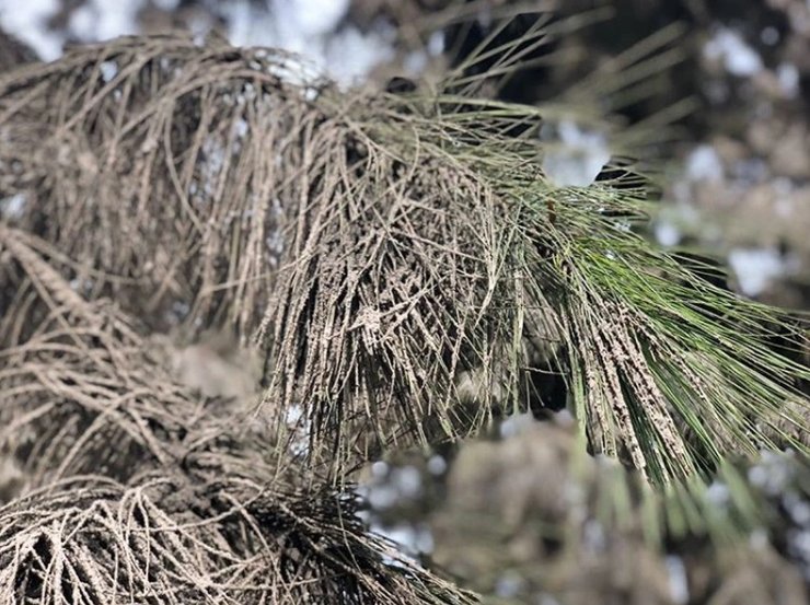 извержение вулкана Тааль, Филиппины