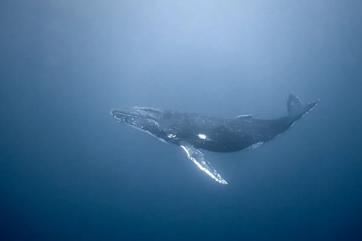 горбатый кит