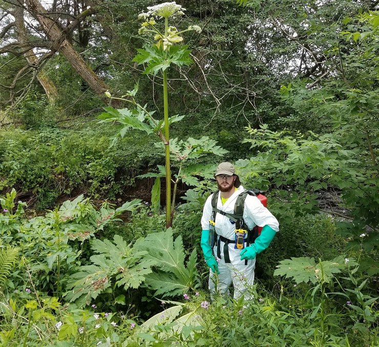 гигантский борщевик