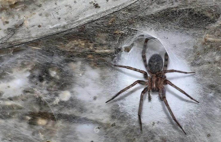 У Сірчаній печері знайдено найбільше павутиння у світі: на ньому сидить 111 тис. павуків (фото)