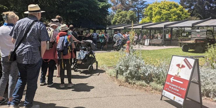 Трупна квітка, Австралія, Amorphophallus Titanum