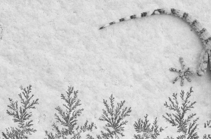 гекон стіна