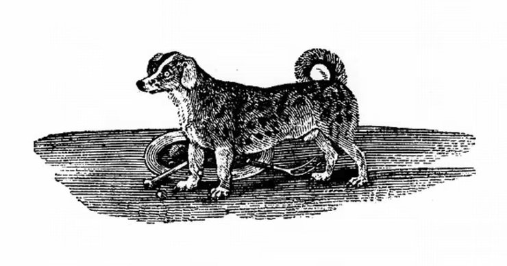 Вертельная собака, породы собак, исчезнувшие породы собак, редкие породы собак, собаки, домашние собаки