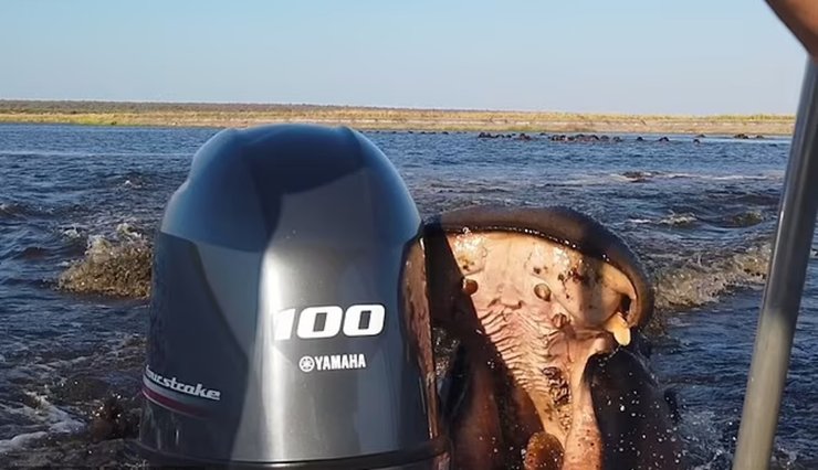 Бегемот напал на лодку с туристами, туристы, прогулка по реке, стадо бегемотов, бегемот напал на туристов, гигантское животное