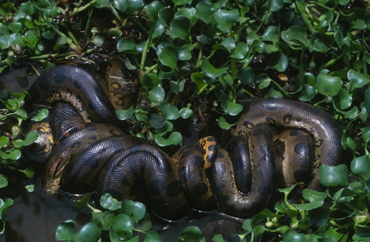 змея зеленая анаконда
