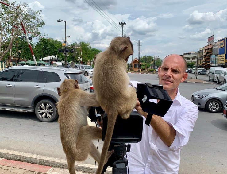 макаки, обезьяны, таиланд
