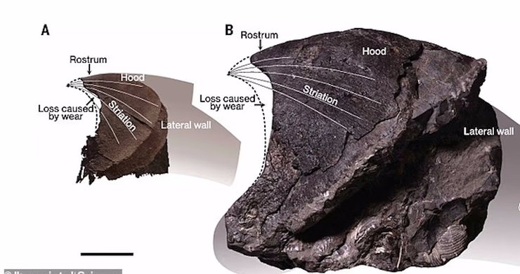 осьминог челюсть