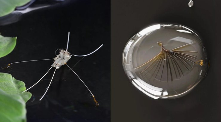 роботы, водомерка