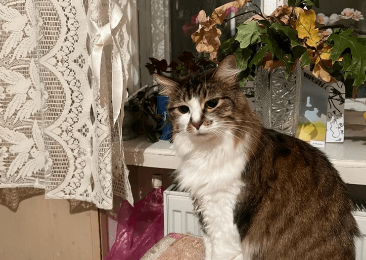 Кошка Каролина