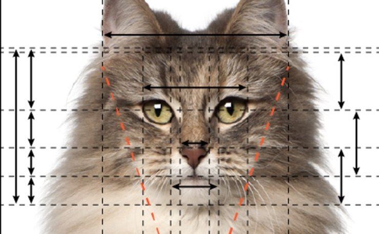 Норвежская лесная кошка