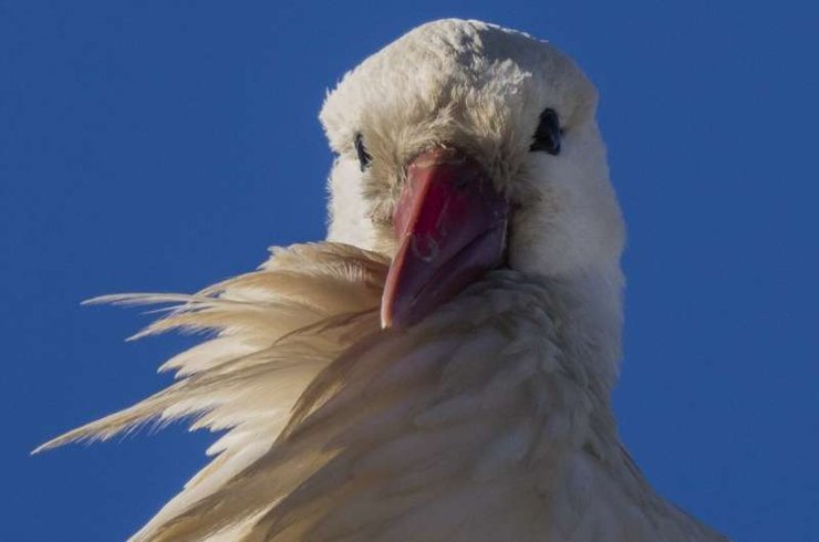 аист крупно