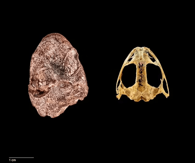 окаменелость, открытие, находка, лягушка, название, Кермит, Улица Сезам, ученые, исследования, глаза, персонаж, палеонтология, палеонтология, земноводные, саламандра, существо