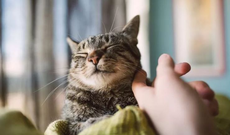 Кот мурлыкает