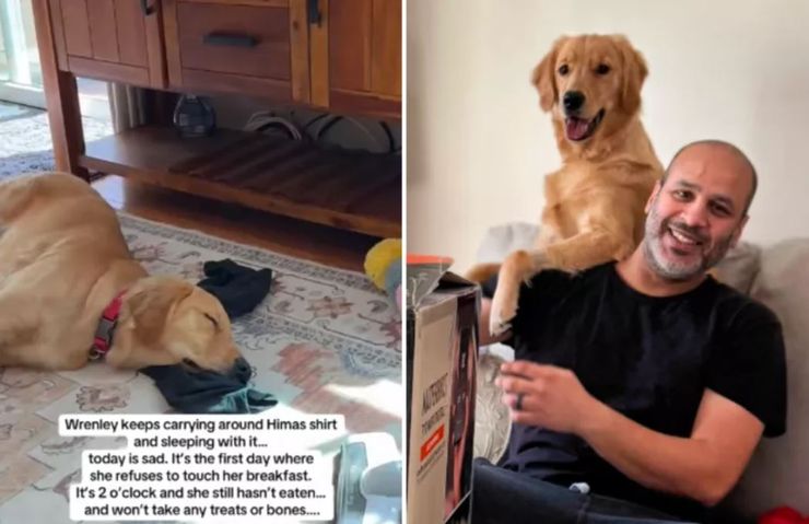 Реакція собаки на відсутність господаря стала вірусною в мережі, що пес зробив, дивовижні історії з життя