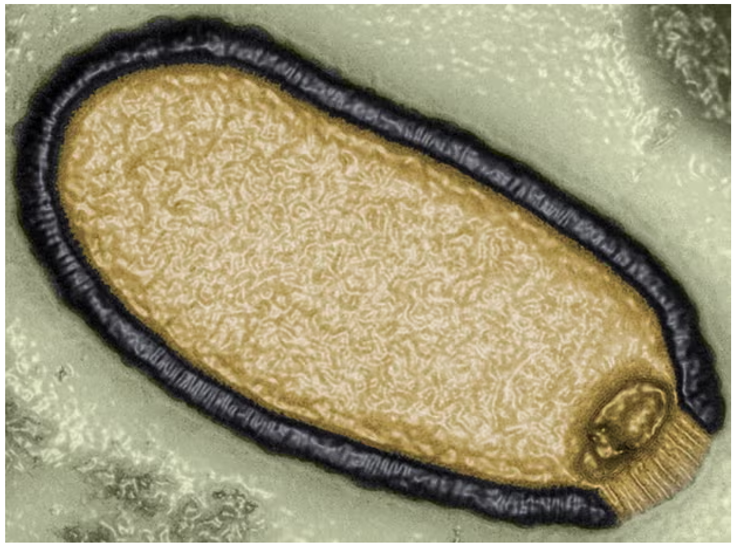Вирусы-зомби в Сибири