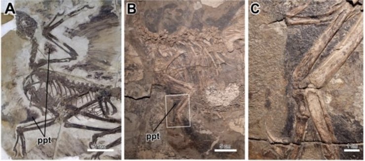 скам'янілості