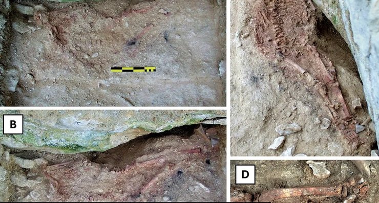 дитина Лапедо