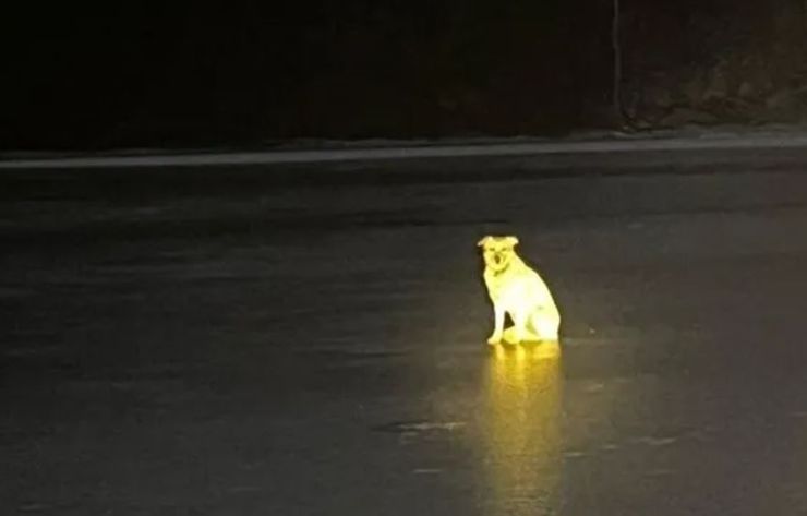 Собака Белка четыре дня ждала на берегу реки Уфы своего хозяина, который утонул