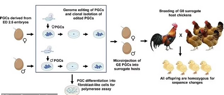 пташиний грип кури гени
