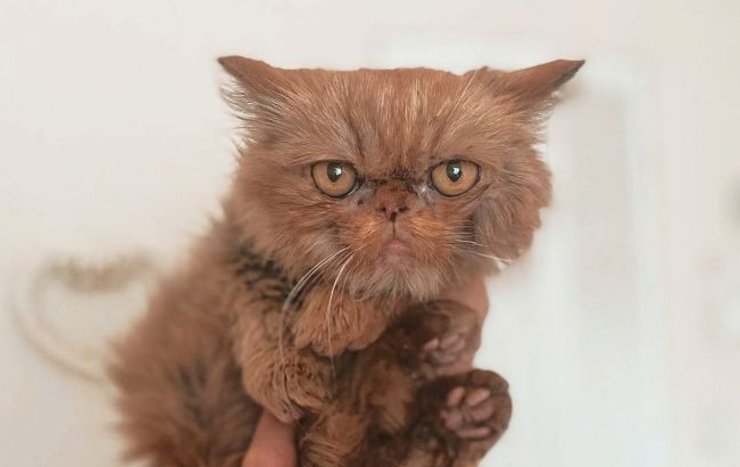 кішка шафа, бородянка, Ми наші улюбленці і війна, антон птушкін, фільм антона птушкіна, фільм про тварин, фільм про війну