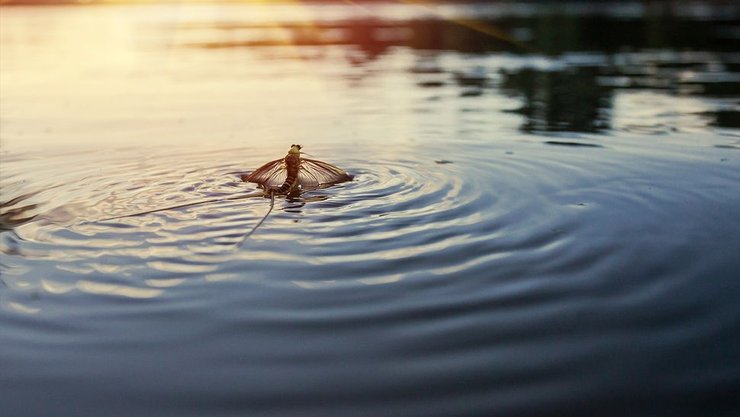 поденки, насекомые