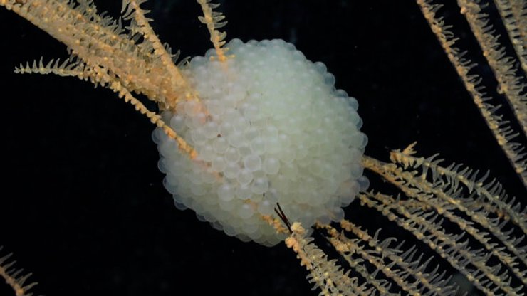 яйца улитки коралл