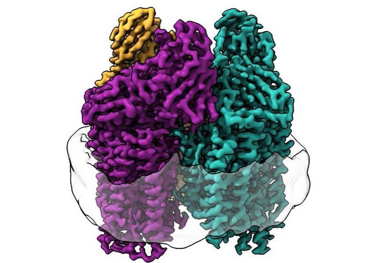 Фермент, который называется метанмонооксигеназой является особенно сложным для изучения белком, поскольку он встроен в клеточную мембрану бактерий