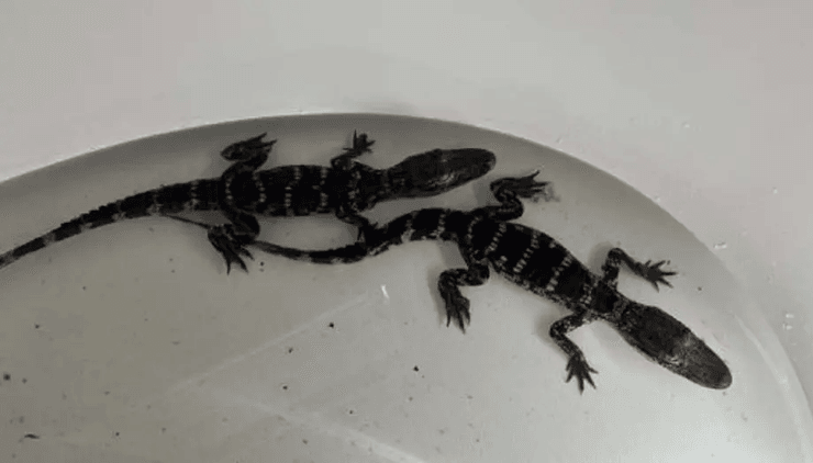 Алігатори у ванній, знайшов у ставку алігаторів, незаконно тримав диких тварин, рептилії, конфіскували тварин, обшук, жив з алігаторами