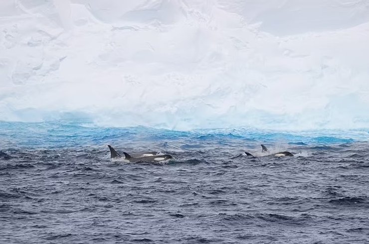 айсберг А23а Антарктида