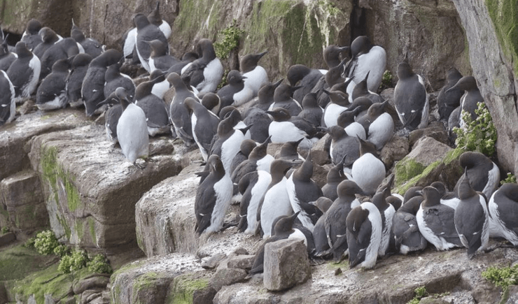 Острів Ханда, Шотландія, робота мрії, віддалений острів, дика природа, вакансія на роботу, керуючий островом, пінгвіни, птахи