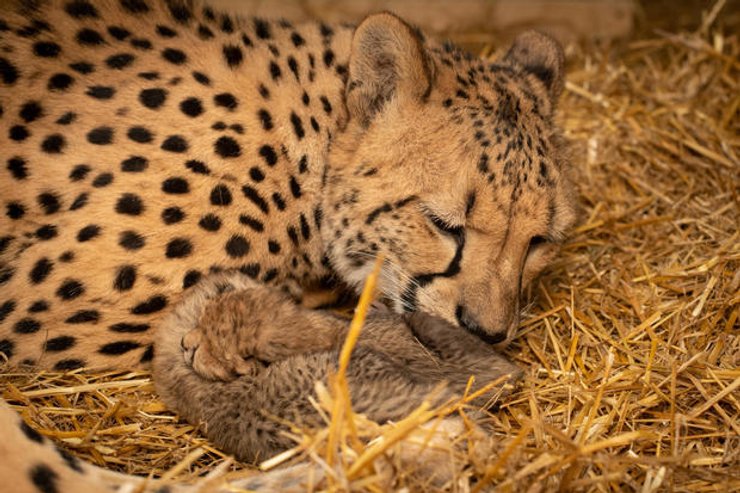 гепард, животное, экстракорпоральное оплодотворение, эко, зоопарк