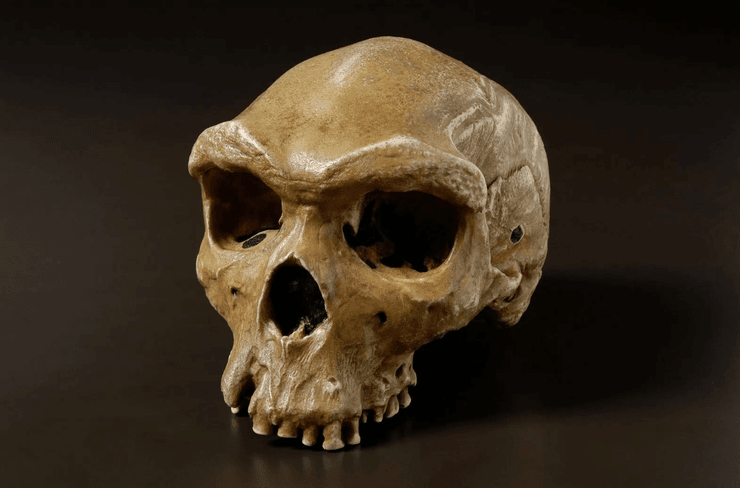 Homo heidelbergensis, череп, фото