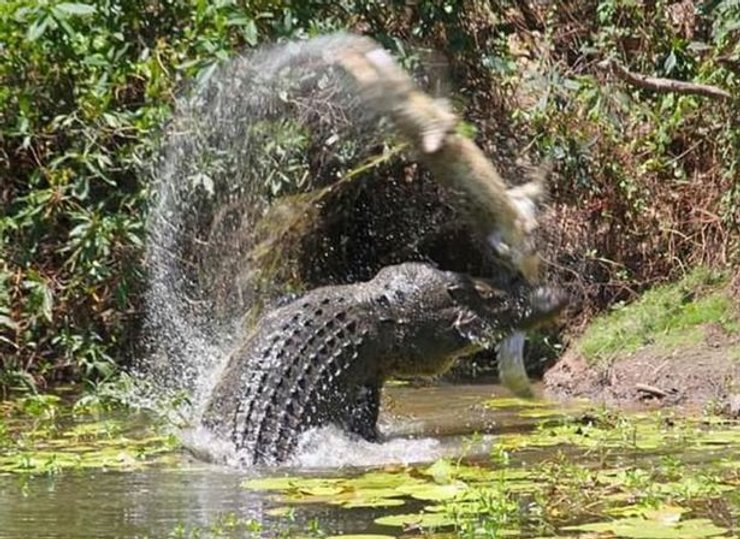 случаи нападения крокодилов на людей, крокодил съел человека, крокодил тащит человека, крокодил убил человека, нападение крокодила, нападение животных на людей, нападение диких животных, большая рыба, крупный улов, рыбалка в австралии