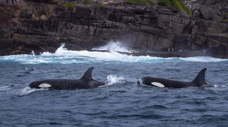 косатки океан