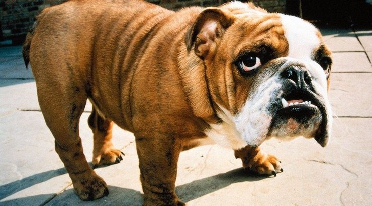 Английский бульдог