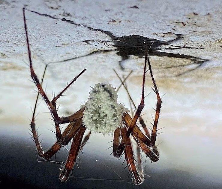 грибок атакує павуків