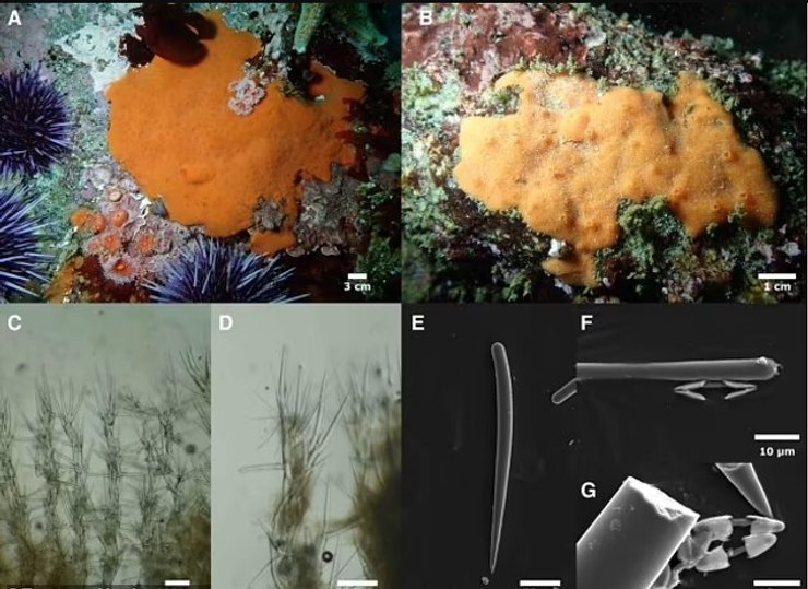 морские губки новый вид