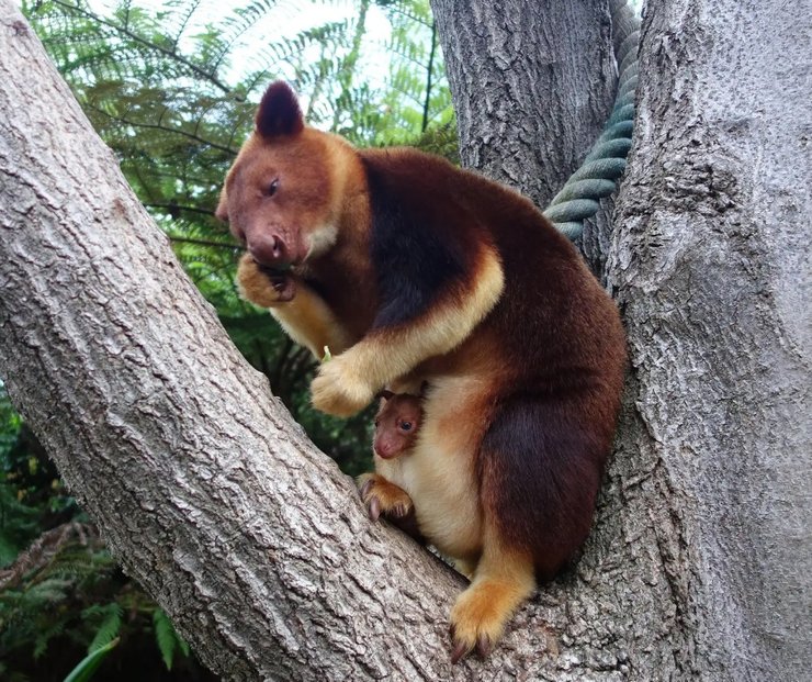 деревні кенгуру, дивовижні тварини, незвичайні тварини, рідкісні тварини