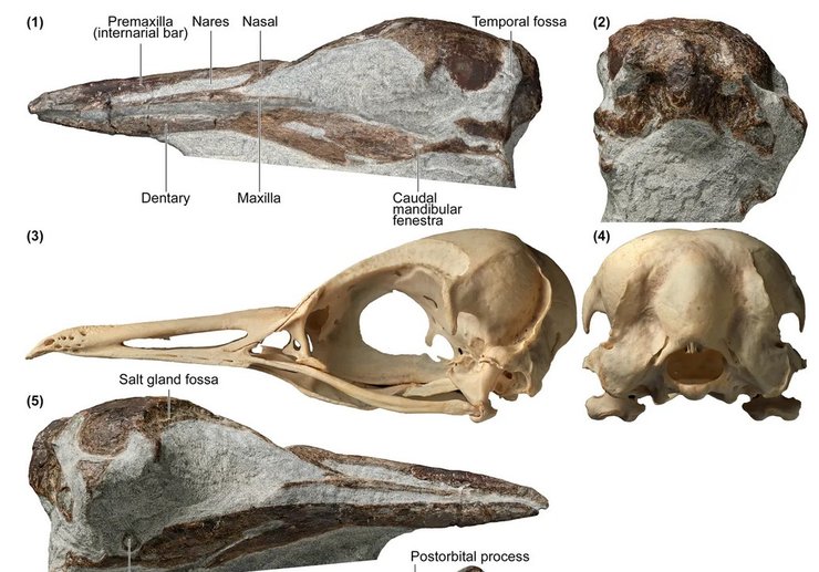 пингвин, Eudyptula wilsonae